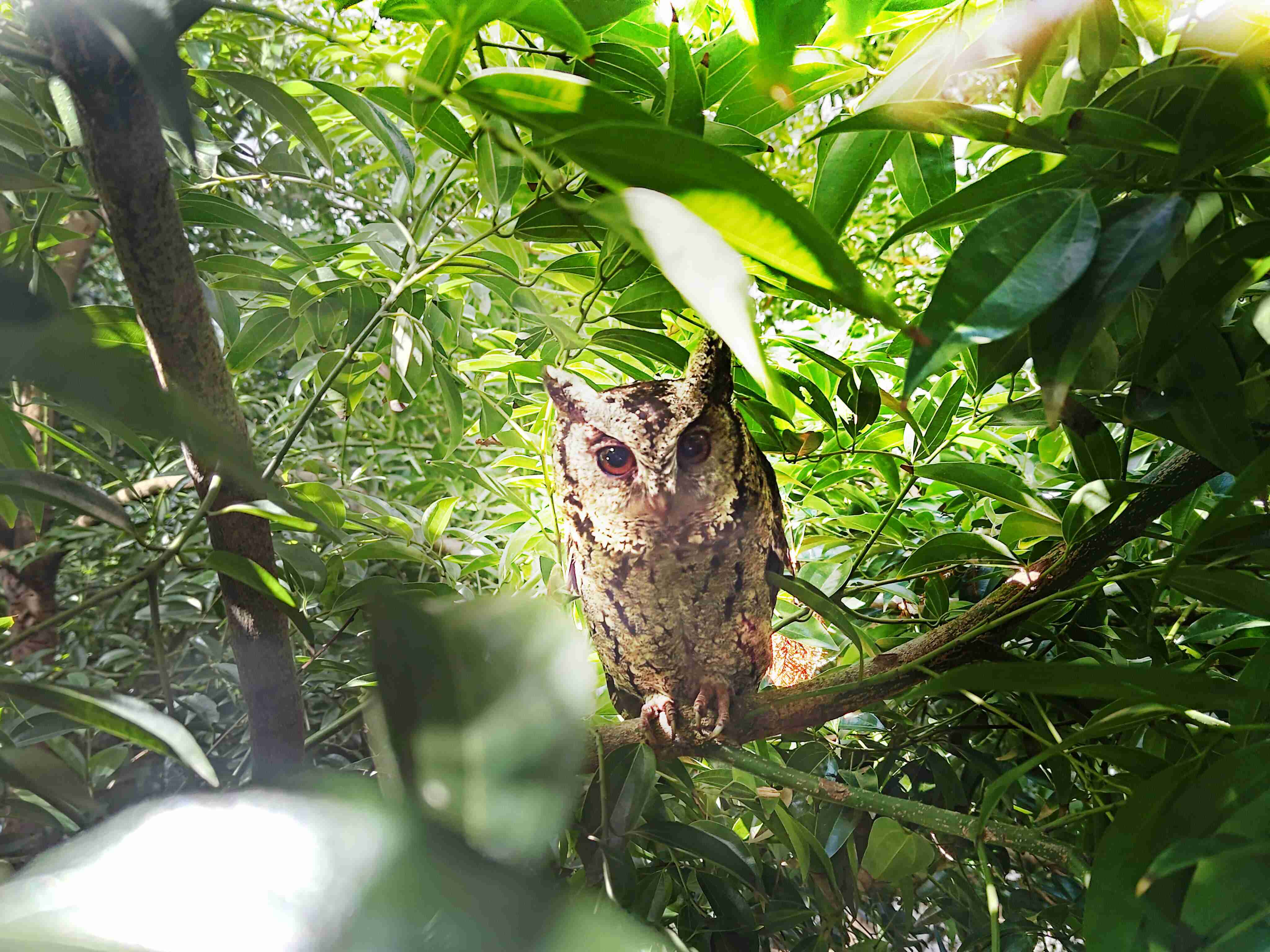 尊龙集团致力提倡净零绿生活，，16年以来在全球各厂区植树逾百万棵，，，造就各厂区树木蔚然成林，，，犹如森林工厂，，，成为许多生物的栖息地